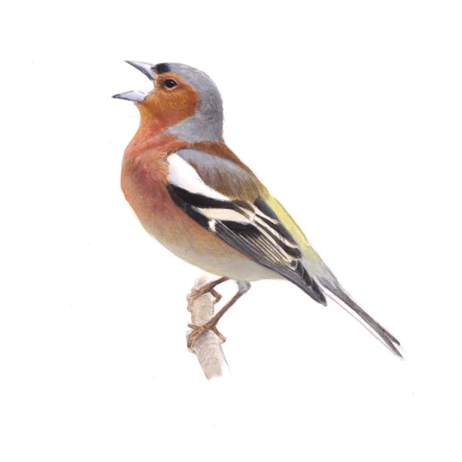 Vink