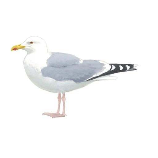 Zilvermeeuw