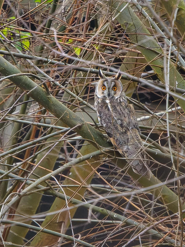 Het geluid van de nacht