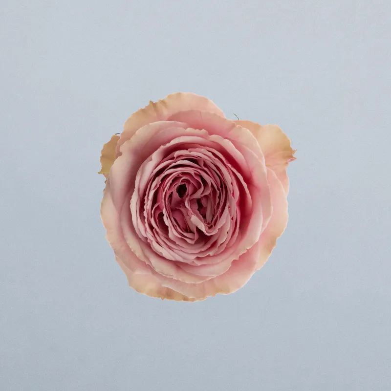 Antique Trendsetter_boven