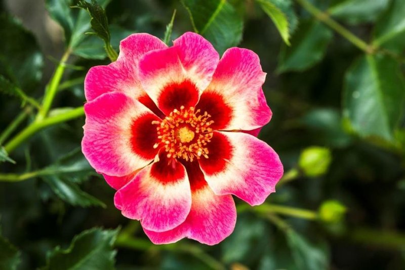 Blushing-Babylon-Eyes.-JPG-low-res-scaled