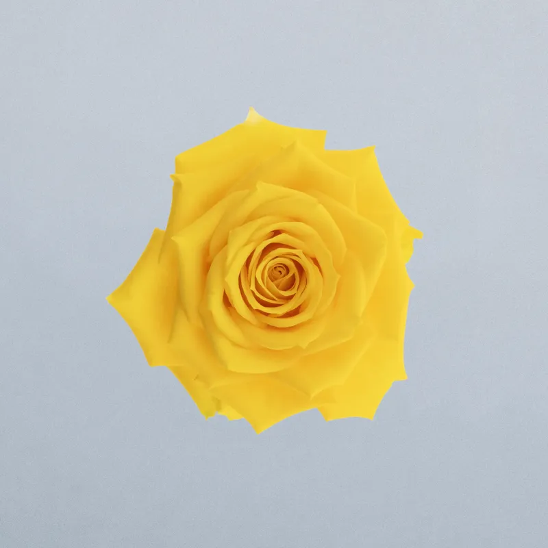 Boomer_boven