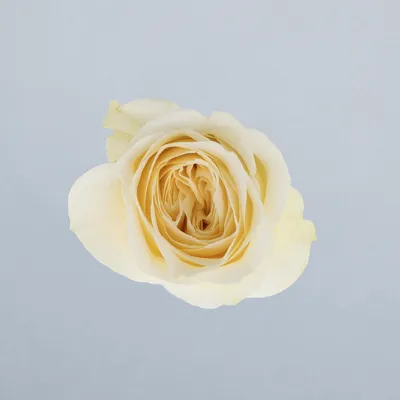 Buttercup®