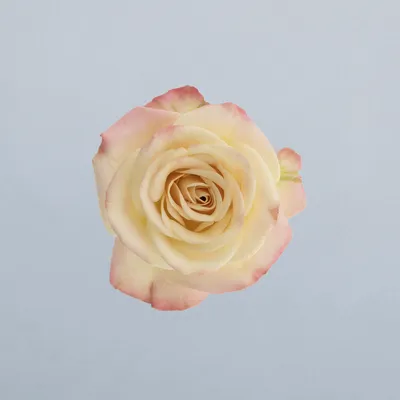 Candelicious®
