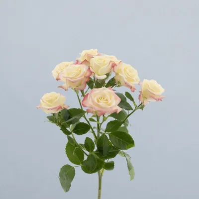 Candelicious_voor