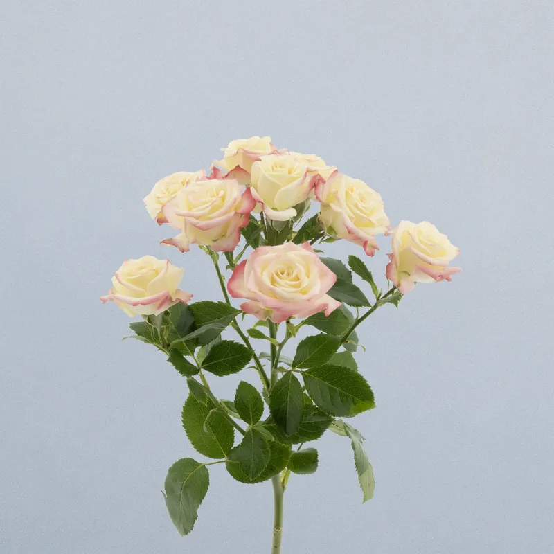 Candelicious_voor