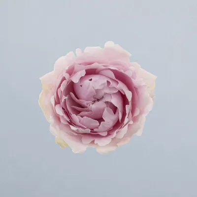 Candy Flow_boven