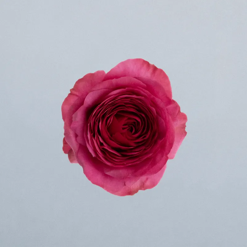 Carrie_boven