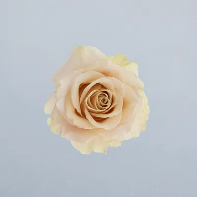 Ceramic®