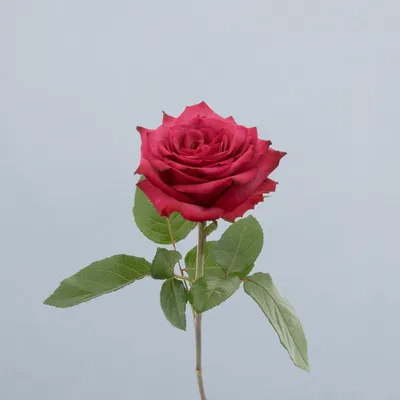 Cherry Lane_voor2