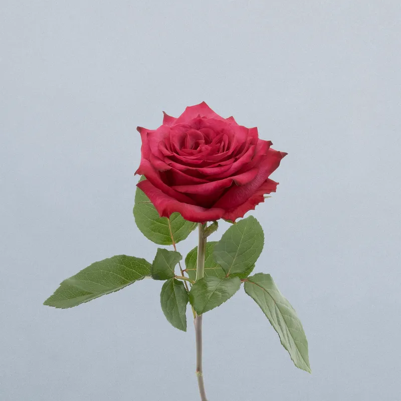 Cherry Lane_voor2