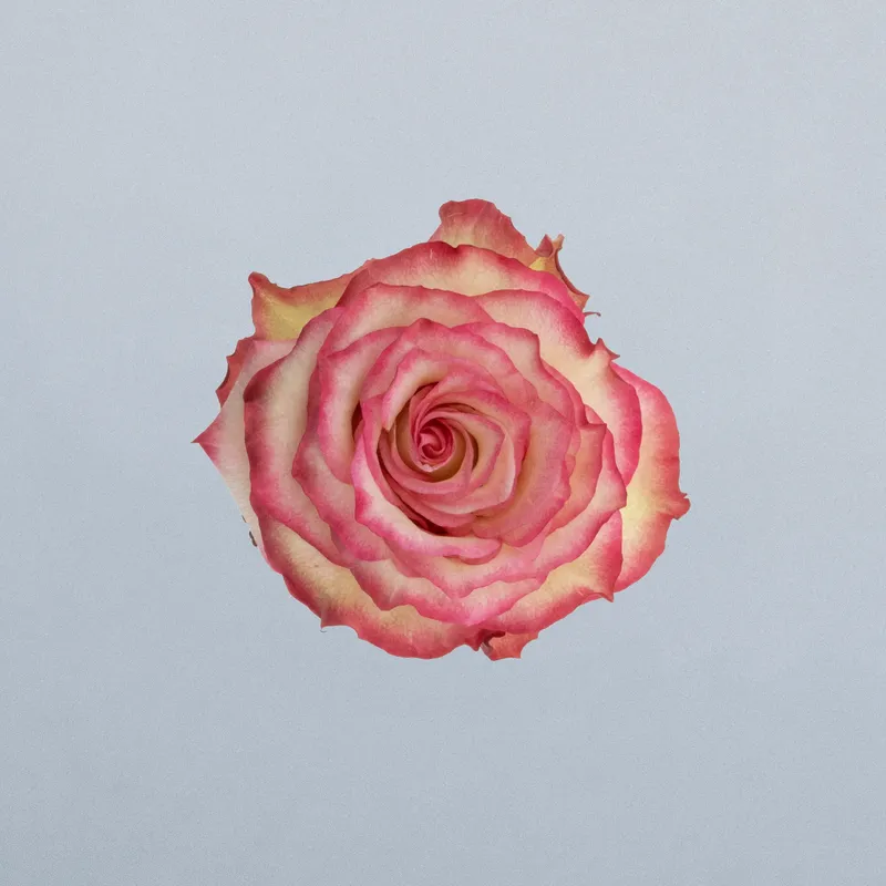 Discovery_boven