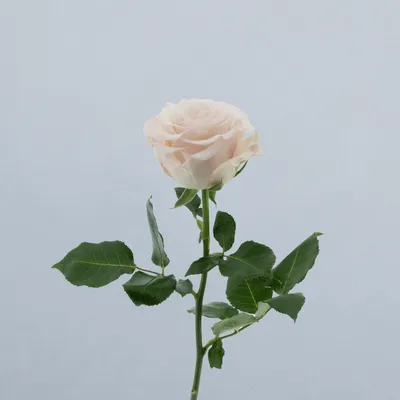 Divalisious_voor