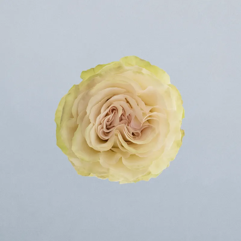Dynamic_boven