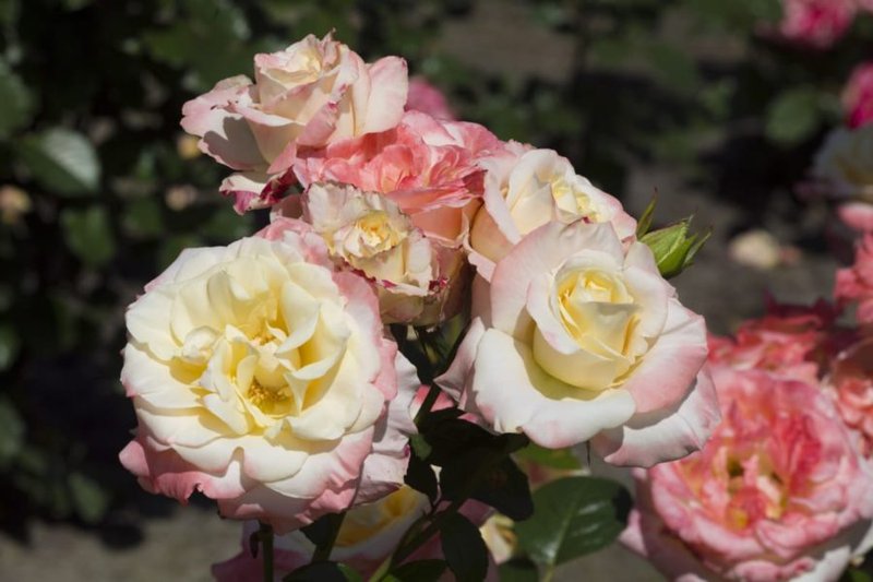 Fiji-5L2B2094-web-scaled