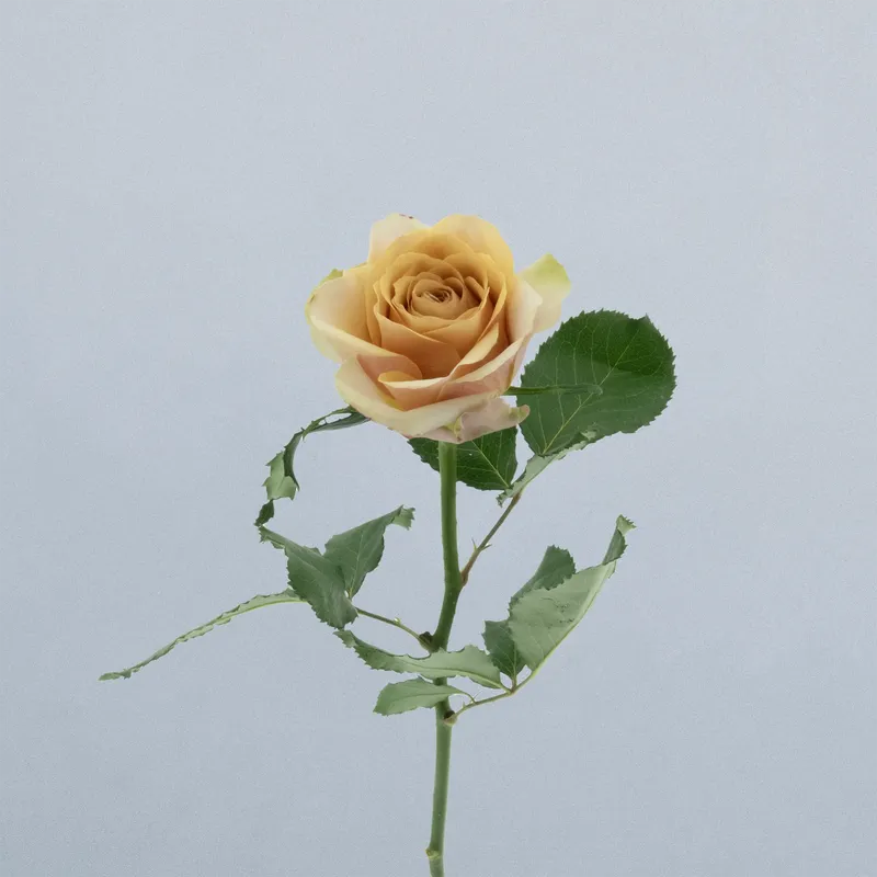 Golden Mustard_voor kopie
