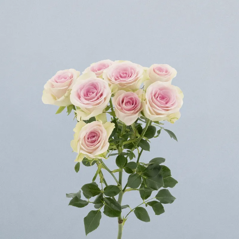 Good Mood_voor2