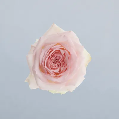 Happy Wedding® — Interplant