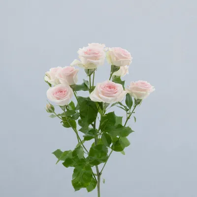 Happy Wedding_voor