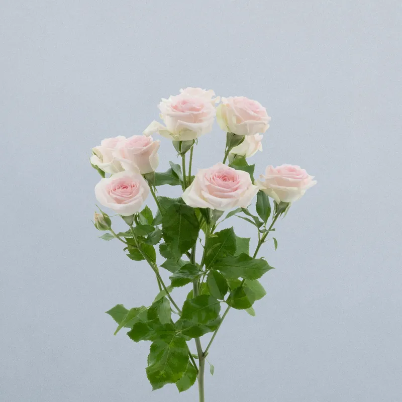 Happy Wedding_voor