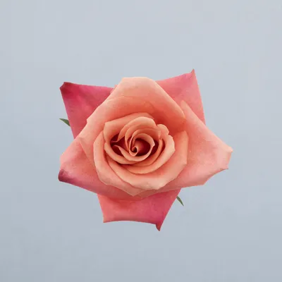 Helene®