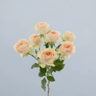 Holly_voor2