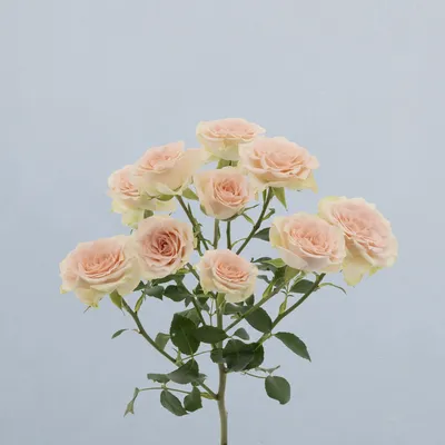 Jolene_voor2