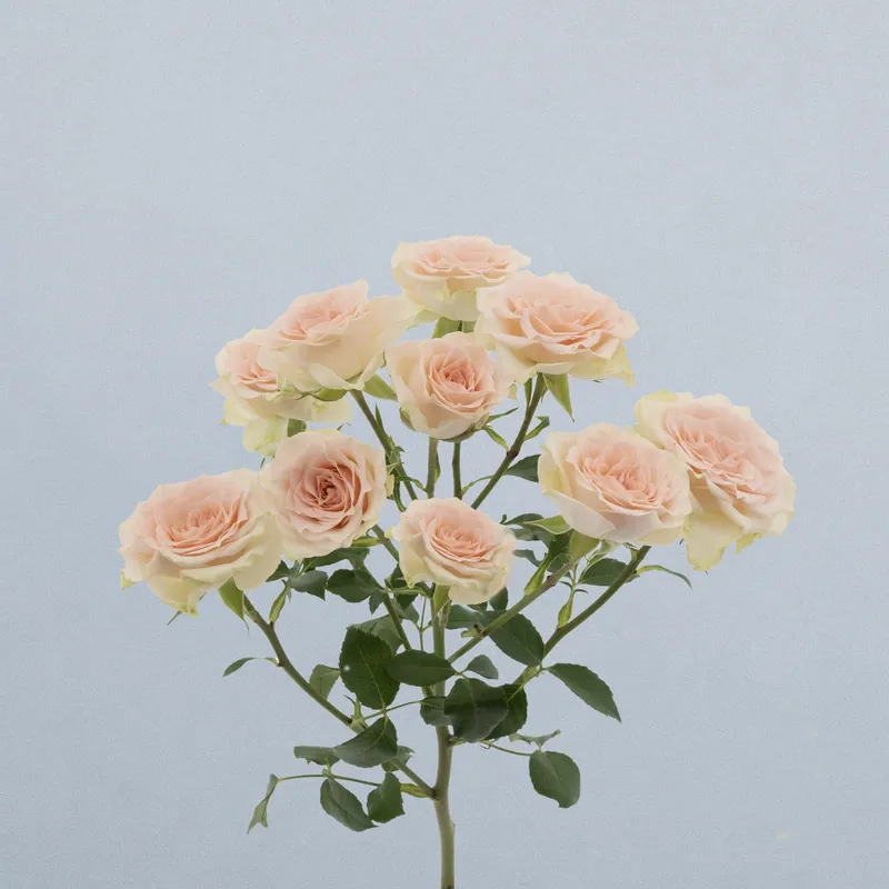 Jolene_voor2
