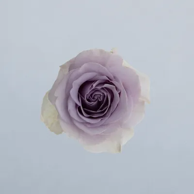 Lavender Dream_boven