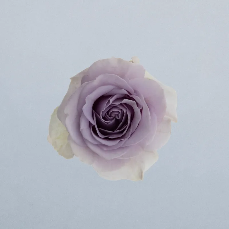 Lavender Dream_boven