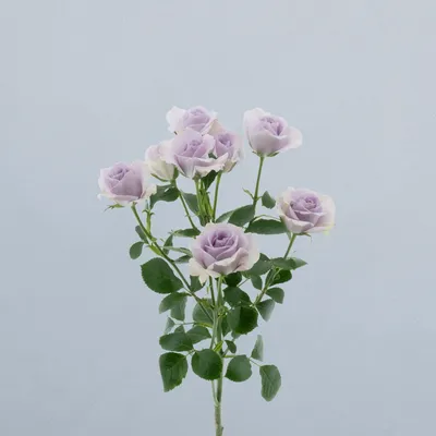 Lavender Dream_voor