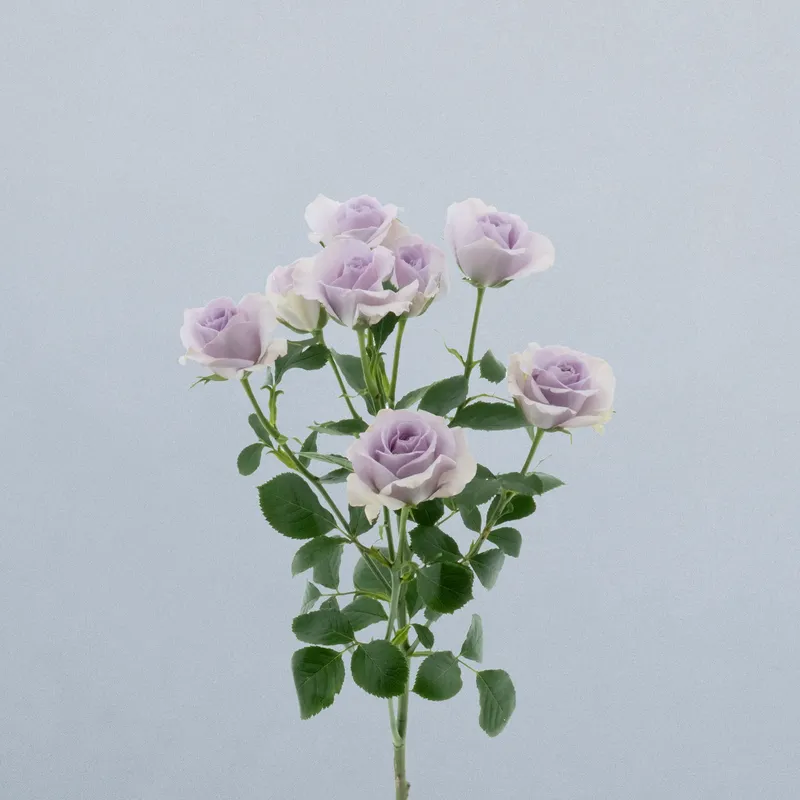 Lavender Dream_voor