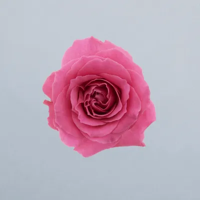 Lovely Lydia®