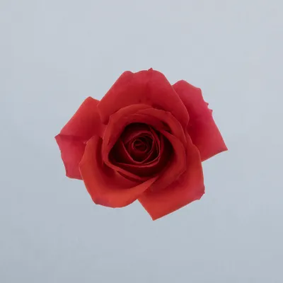 Mirabel®