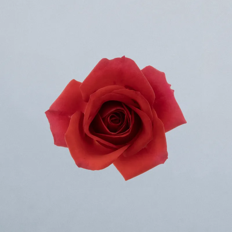 Mirabel_boven