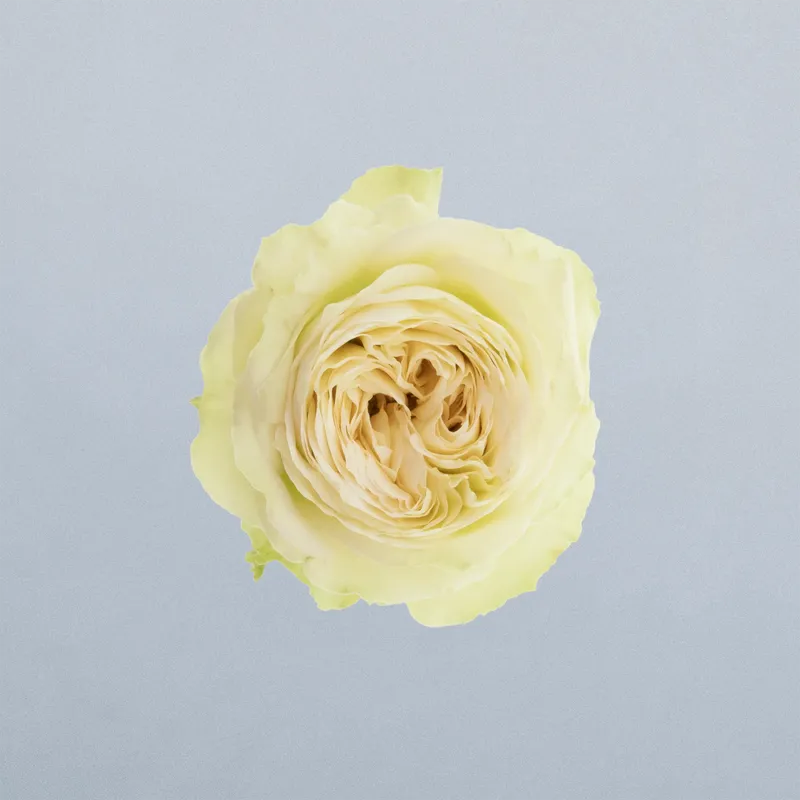 Muscadet_boven