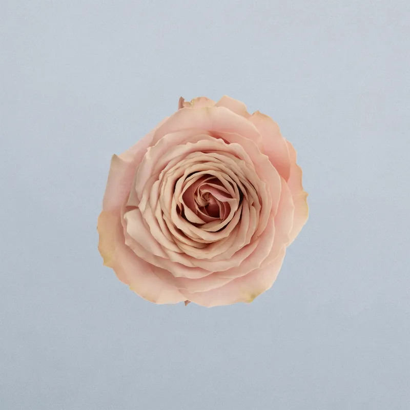 Nalani_boven