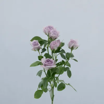 Nandi_voor