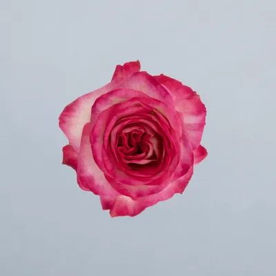 Oletta®