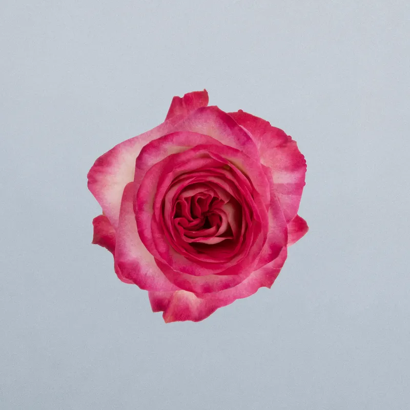 Oletta_boven