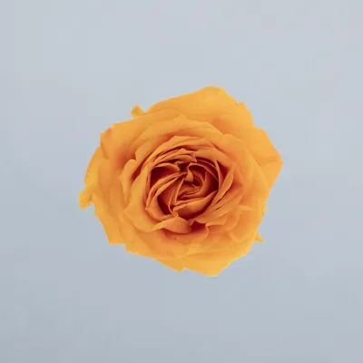 Orange Queen®