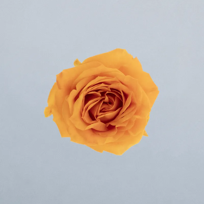 Orange Queen_boven