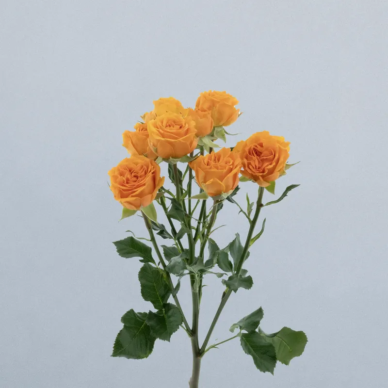 Orange Queen_voor