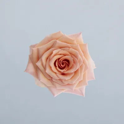 Pink Breezer®