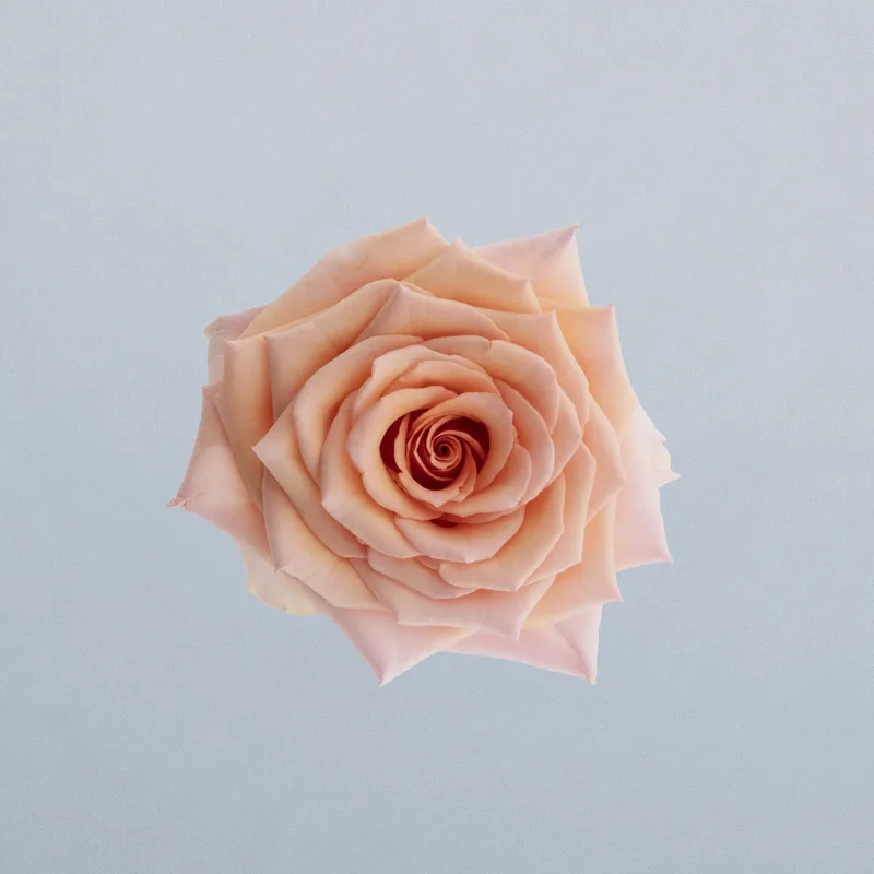 Pink Breezer_boven