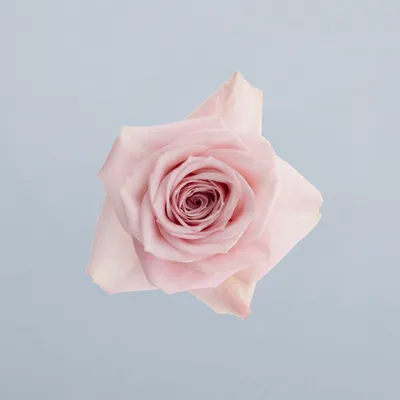 Pink Macarena®