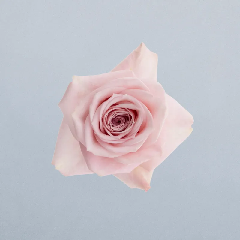 Pink Macarena_boven
