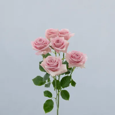 Pink Macarena_voor