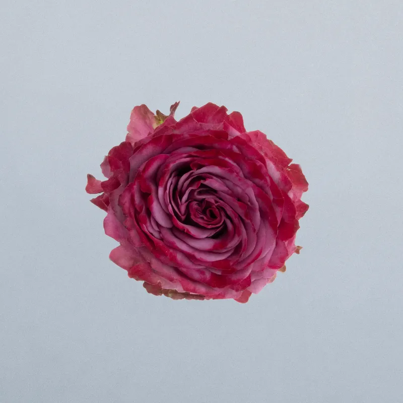 Purple Queen_boven
