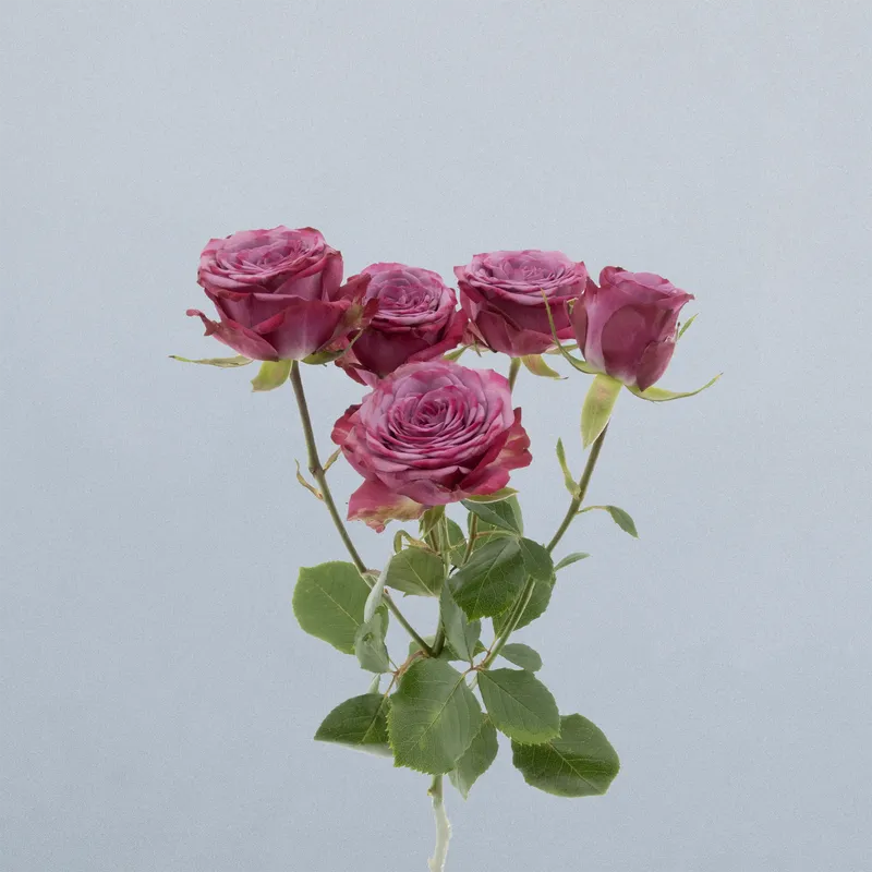 Purple Queen_voor3